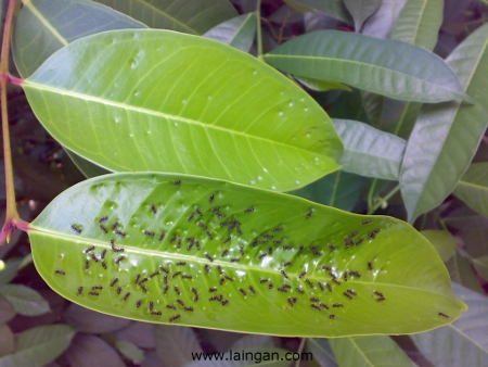 green-leaves-and-ants