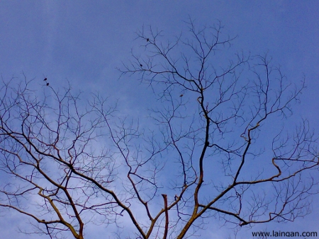 MacRitchie-treetop-leafless-tree